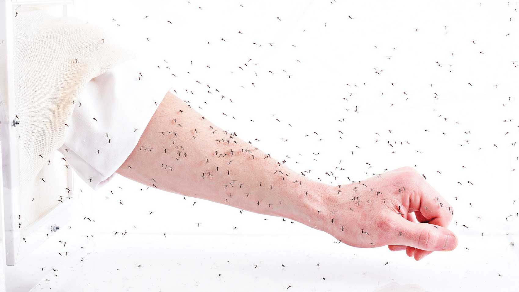Recherche sur la prévention des piqûres de moustique SC Johnson Institute of Insect Science for Family Health